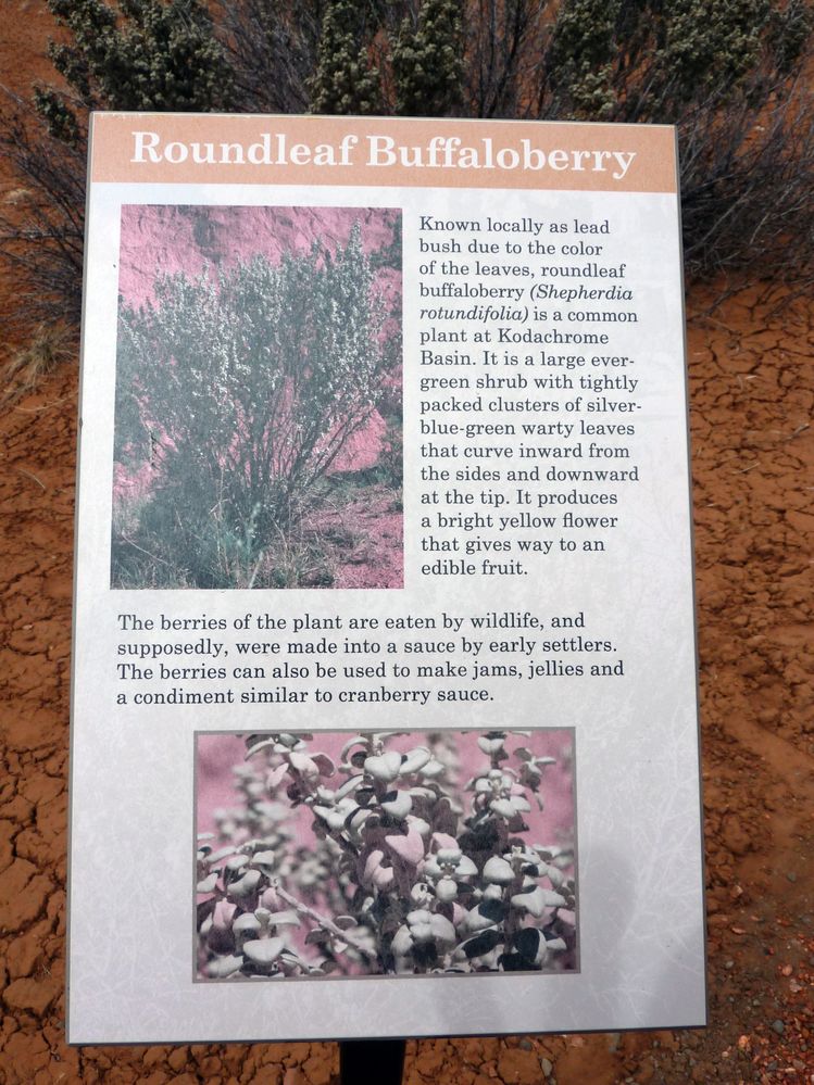 kodachrome basin (43).JPG